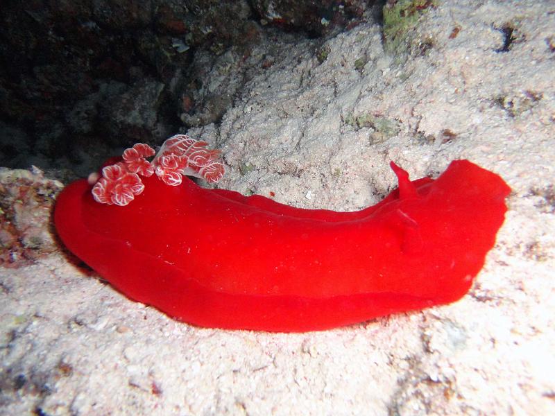 Danseuse espagnole - Hexabranchus sanguineus.jpg